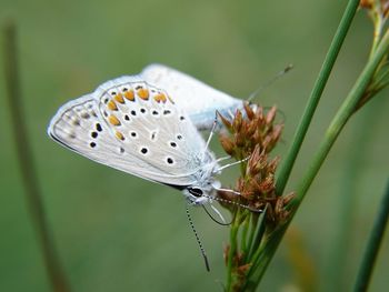 Close-up of butterfly perching on plant