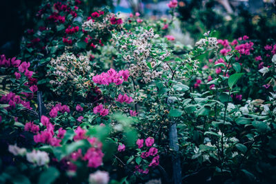 Close-up of flowers blooming outdoors