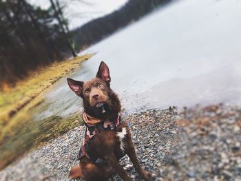 Portrait of dog relaxing at lakeshore