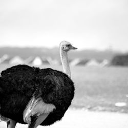 Close-up of a bird on land