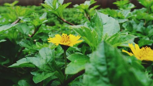 Close-up of yellow flower