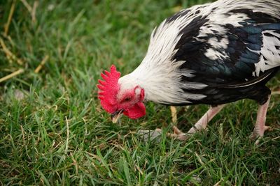 Close-up of a bird on field