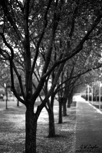 Shadow of tree on footpath