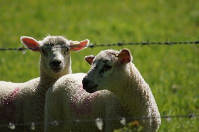 Sheep in a field