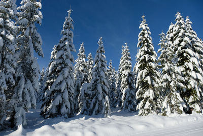 Snow covered trees against clear blue sky