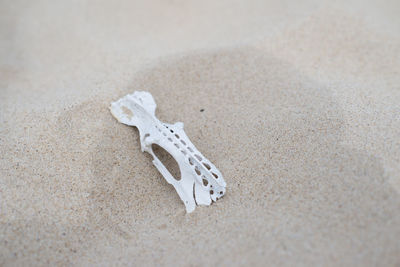 High angle view of animal bone at beach