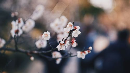 Close-up of cherry blossoms in spring