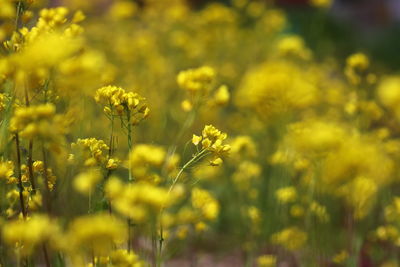 Close-up of yellow flowers blooming in field