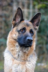 Close-up portrait of dog