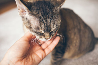 Cropped image of hand holding cat