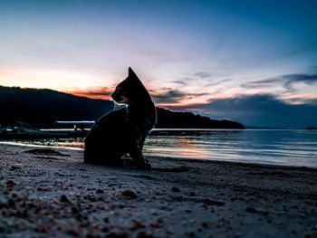 Horse on beach against sky during sunset