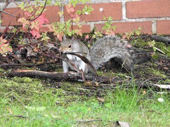 Squirrel in a field