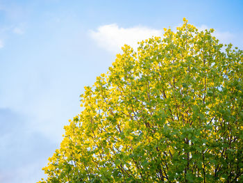 Low angle view of flowering plant against sky