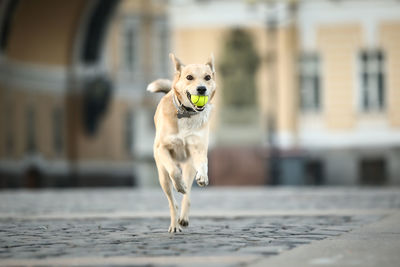 Portrait of dog running