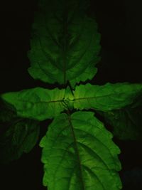 Close-up of maple leaf