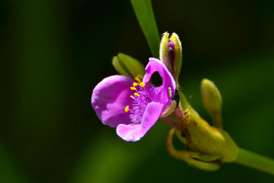 Close-up of purple flower