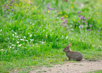 Squirrel on field