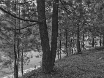 Trees in forest during winter