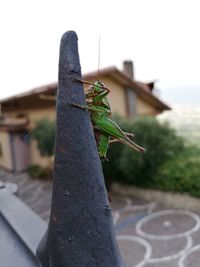 Close-up of lizard on plant against building