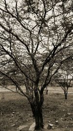 Bare trees against sky