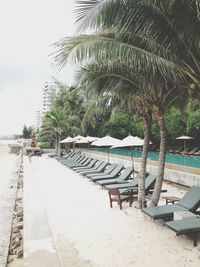 Palm trees on beach