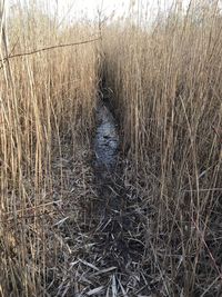 Dry grass in field