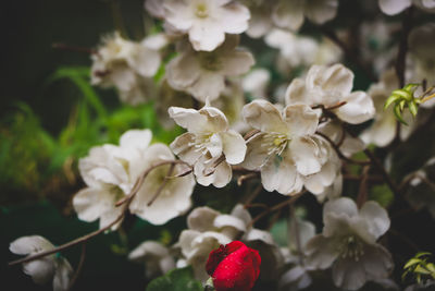 Close-up of white flowering plant