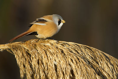 Close-up of bird perching on twig