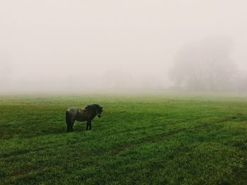 Horses grazing on grassy field during foggy weather