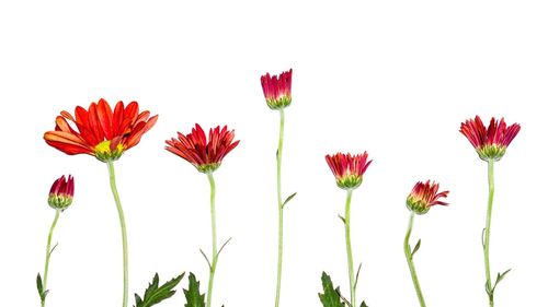 Close-up of red flowers against white background