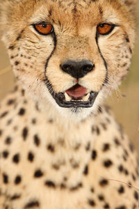 Close-up portrait of a cat