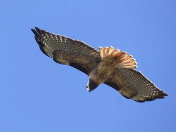 Low angle view of eagle flying against clear blue sky