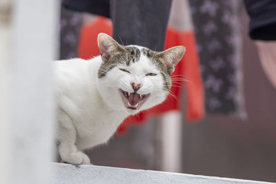 Close-up of a cat