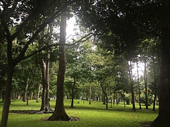 Trees in park