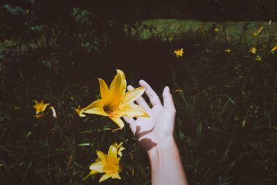 Close-up of person hand on yellow flower