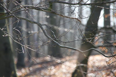 Full frame shot of branches