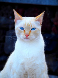 Close-up portrait of cat sitting outdoors