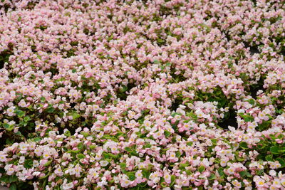 Close-up of pink flowering plants on field