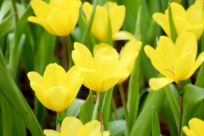 Close-up of yellow daffodil flowers blooming in field