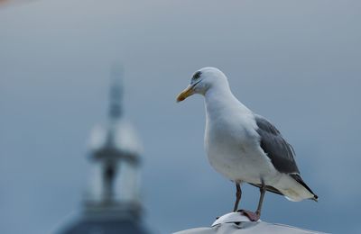 Bird perching on pole against sky