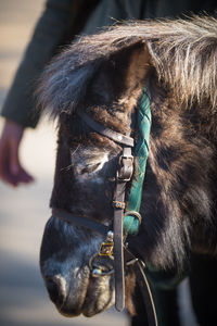 Close-up of horse