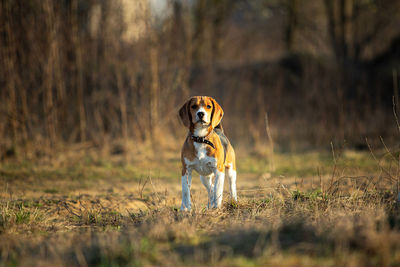 Dog running in a field