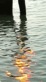 Reflection of trees in water