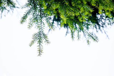 Low angle view of tree branch against sky