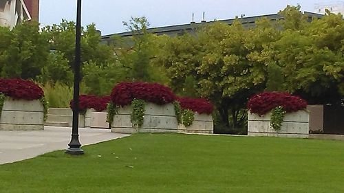 Plants growing in park