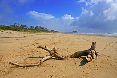 Driftwood on beach