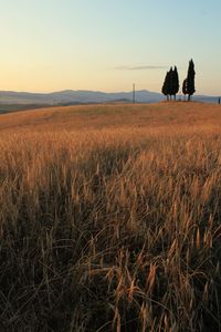Scenic view of field against sky during sunset