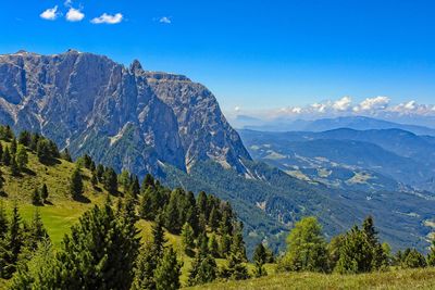 Scenic view of pine trees and mountains against blue sky