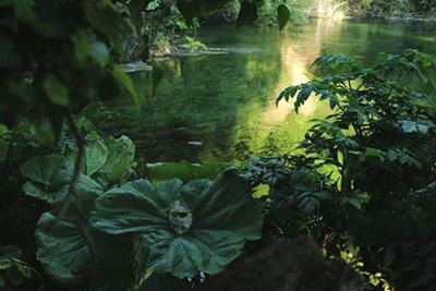 Plants growing in forest