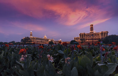 Plants growing in front of illuminated rashtrapati bhavan during sunset
